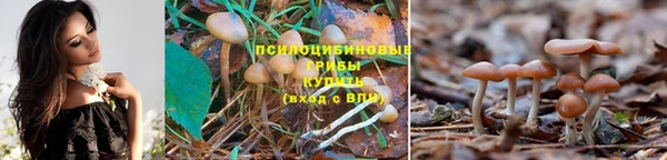 PSILOCYBIN Бугульма